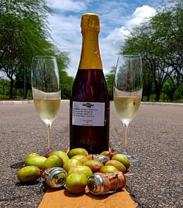 Vinho de umbu fermentado e gaseificado conquista consumidores