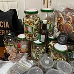 Polícia Federal Desmantela Esquema de Tráfico de Cogumelos Alucinógenos Online