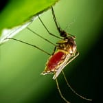 Crise Epidemiológica: São Paulo ultrapassa 1 milhão de casos notificados de dengue, com 471.989 confirmações e 221 mortes registradas