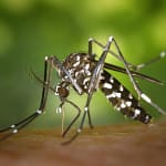 Dengue Grave: Entenda seus Sintomas e Tratamentos